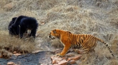 Ko je jači medvjed ili tigar?
